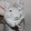 Снек 