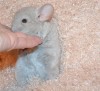 1.5мес