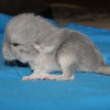 Мигель