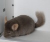 5 месяцев