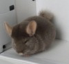 5 месяцев