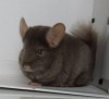 5 месяцев