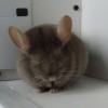 5 месяцев