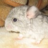 Клайд