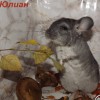 Юлиан