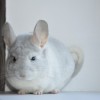 Сентинери