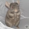 Пелагея