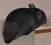 3 мес