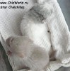 2 нед