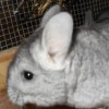 Фант