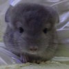 Лила