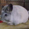 Марсий