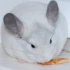 Массимо