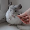 Анабель