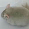 Королевишна