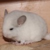 Бо