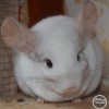 Кейнтс