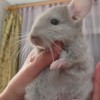 Кекс