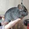 Текила