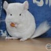 Ванилин_Винил