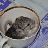 Рея