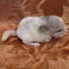 Мила