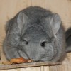 Львиное Сердце