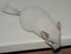 3 мес