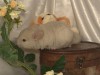 1 мес