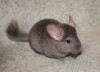 5 месяцев