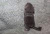 1 сутки