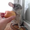 Фито