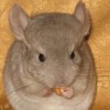 Олли