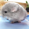 Пегас