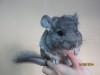 2 мес