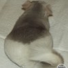 Понночка