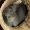 Лаки Фюмо