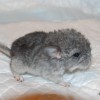 Злата