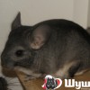 Вегас