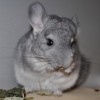 Амелия