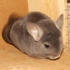 Кейт