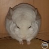 Белек