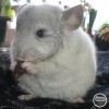 Маркиз