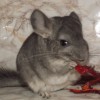 Маркиз
