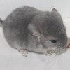 Рик