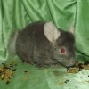Маркиз