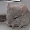 ФС Гасконец 