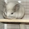 Рамзэс