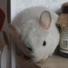 Мокка