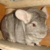Маркиз